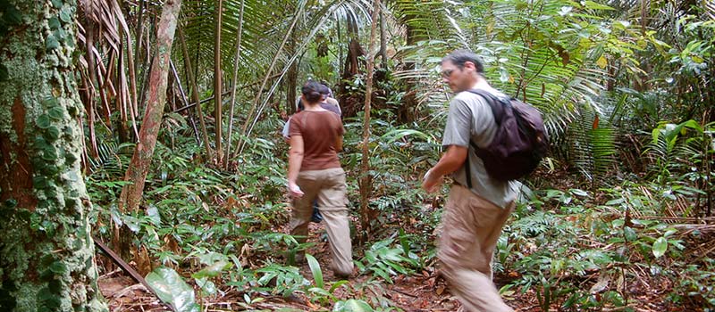 Erkundung des Urwaldes in Amazonien, unweit von Manaus